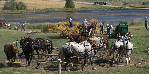 Horse Power Threshing