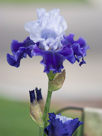 Blue/White Iris