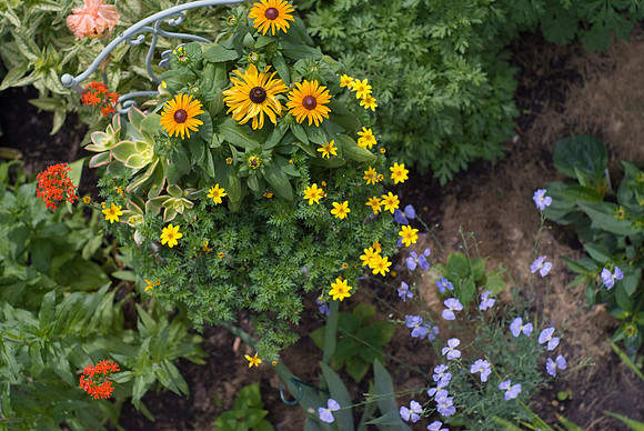 'Earlybird Gold' Rudbeckia