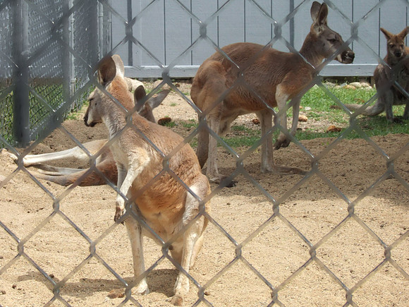 Kangaroos