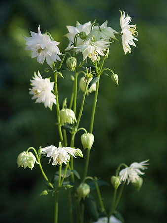 'Lime Sorbet' Columbine