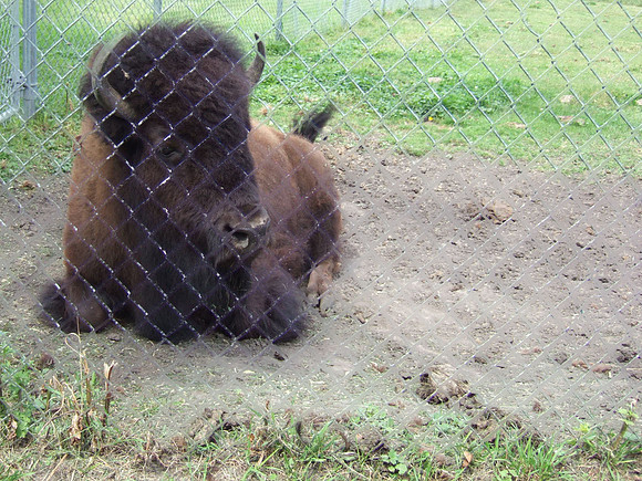 Bison