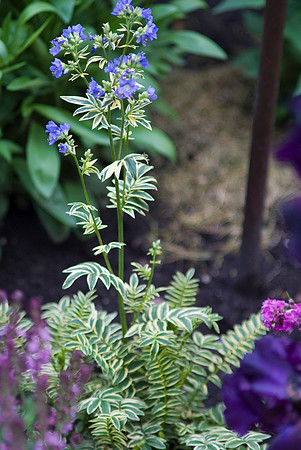 Variegated Jacob's Ladder