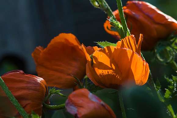 Orange Poppies Like Pumpkins
