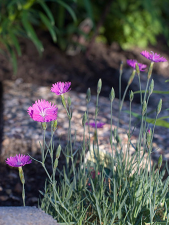 Dianthus Perennial