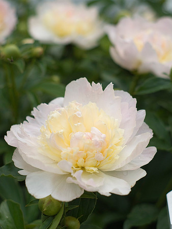 White Peonies