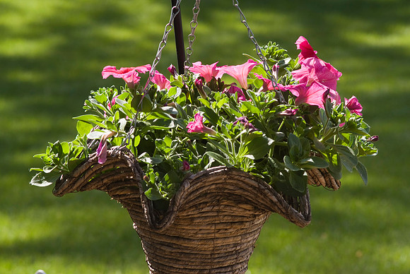 Petunia In Basket