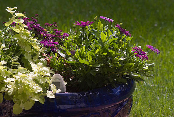 Licorice Plant, Ageratum and Osteospermum