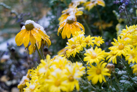 Rudbeckia & Yellow Mums