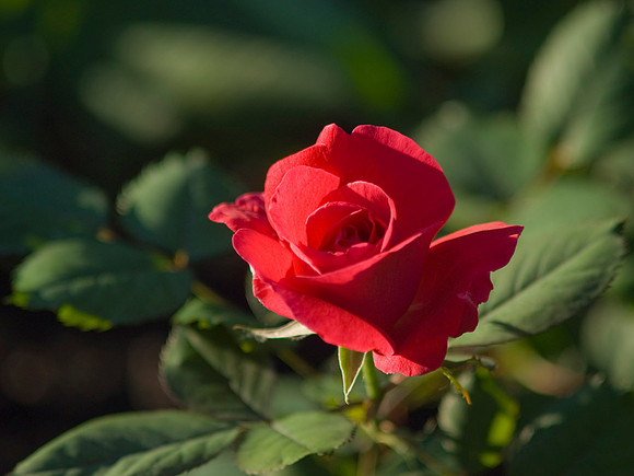 Winnipeg Park Roses