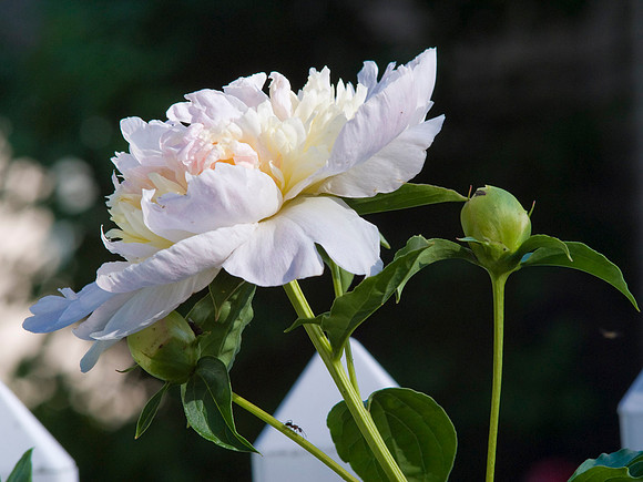 White Peony