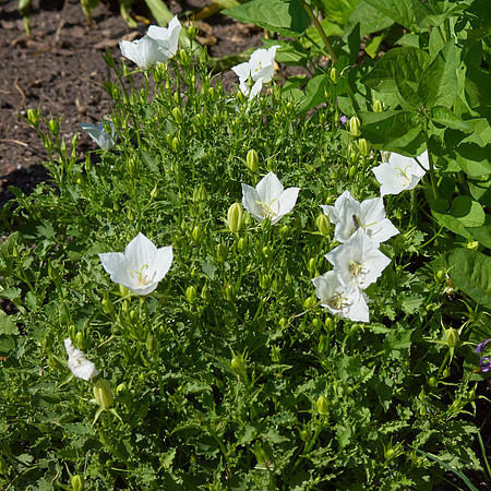 Bellflower 'White Clips'