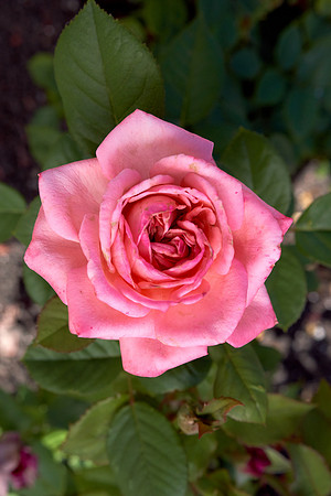 Rose 'Canada Blooms'