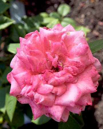 Rose 'Canada Blooms'
