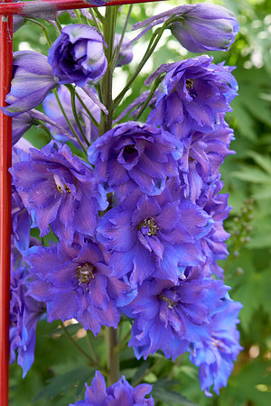 Delphinium 'Pagan Purples'