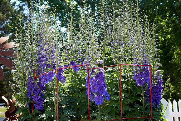 Delphinium 'Pagan Purples'