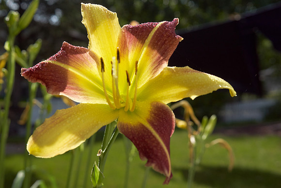 DayLily 'Frans Hals'