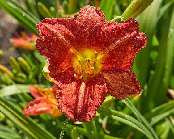Daylily 'Chicago Ruby'
