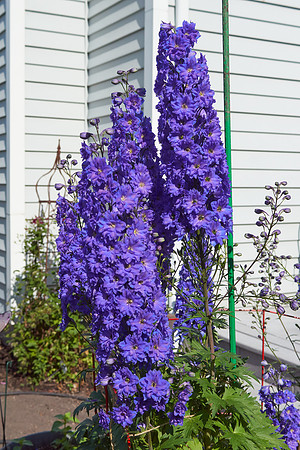 Delphinium 'Pagan Purples'