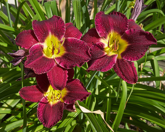 Daylily 'Bela Lugosi'