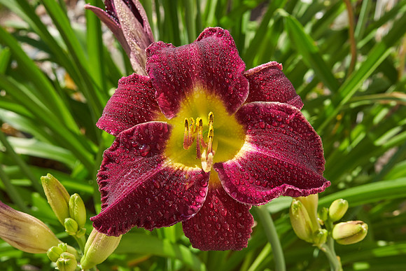 Daylily 'Bela Lugosi'