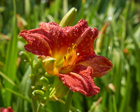 Daylily 'Chicago Ruby'