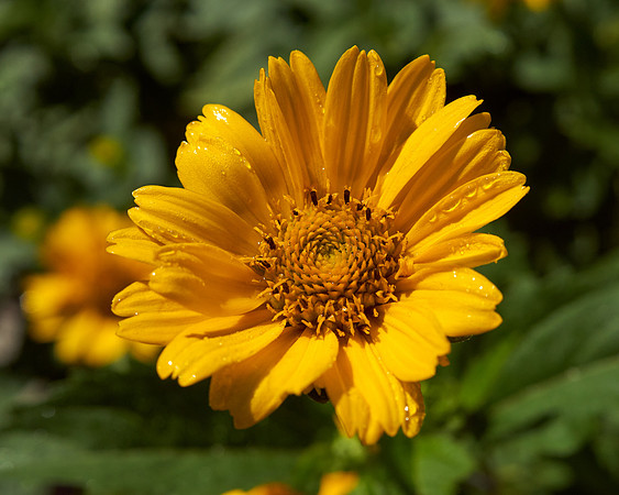 Heliopsis 'Summer Nights'