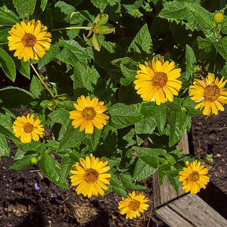 Heliopsis 'Summer Nights'