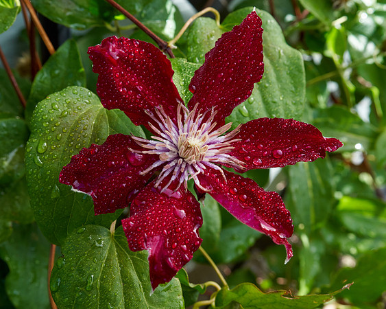 Clematis 'Niobe'
