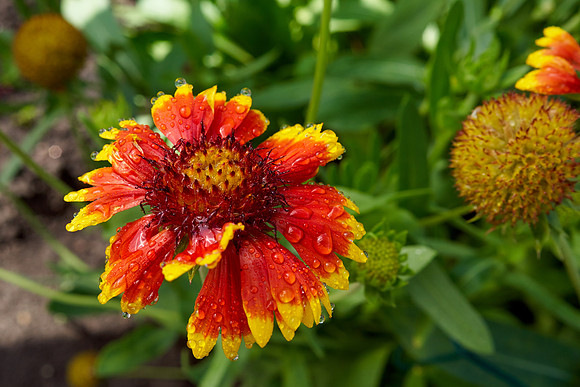 Blanket Flower Arizona Sun'
