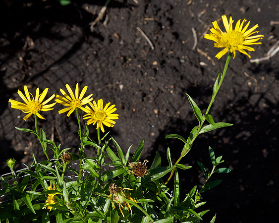 Leopards Bane 'Little Leo'