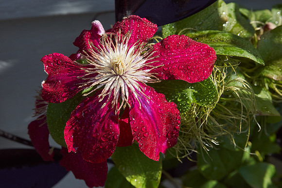 Clematis 'Niobe'