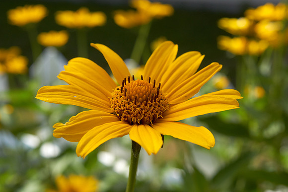 Heliopsis 'Summer Nights'