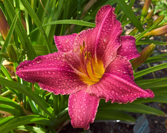 Daylily 'Summer Wine'
