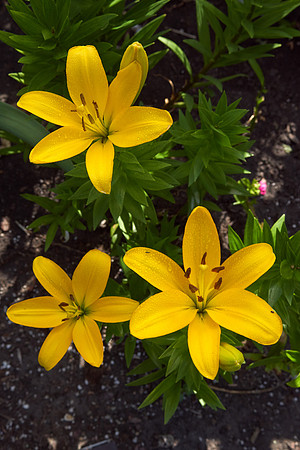 DayLily 'Nassau'