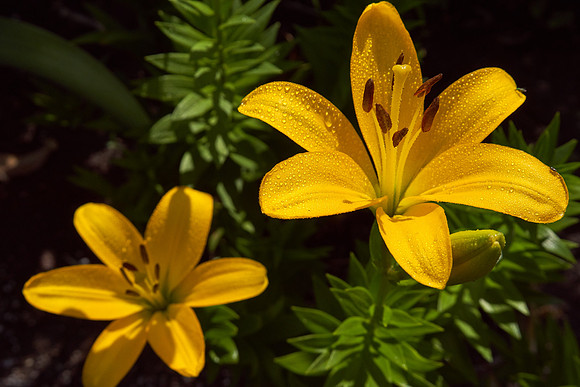 DayLily 'Nassau'