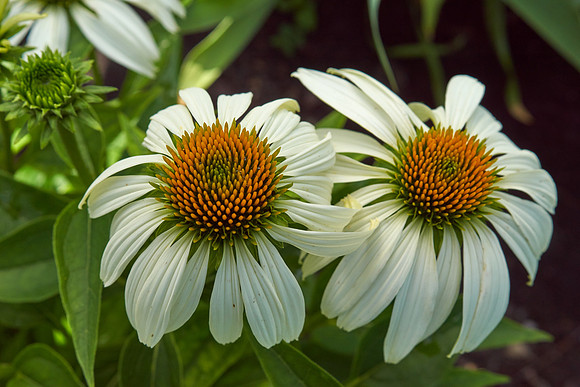 Coneflower 'Pow Wow'