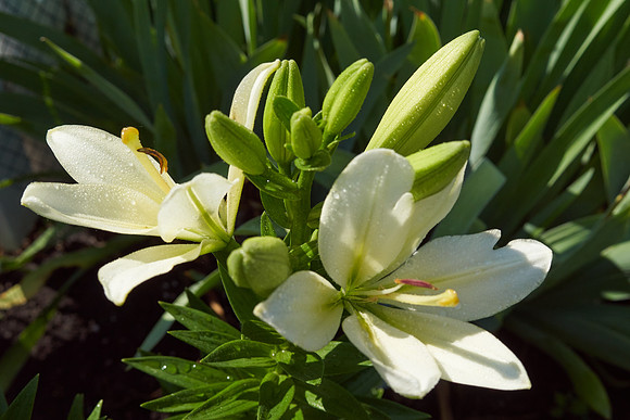 Lily 'Gerrit Zalm'