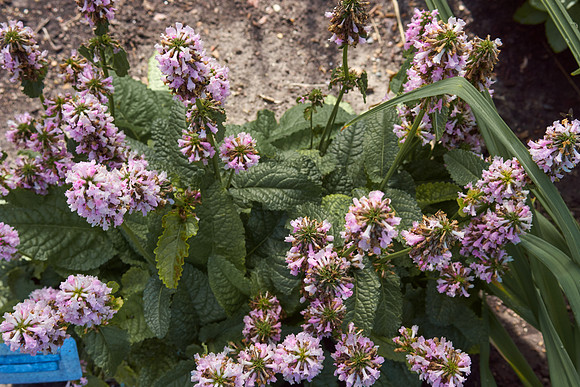 Lambs Ear, Pink 'Hummelo'