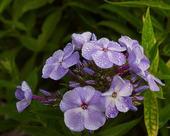 Hydrangea 'Endless Summer'