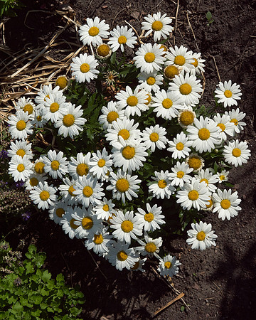 Daisy, Shasta 'Snowcap'