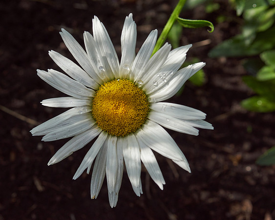 Daisy, Shasta 'Becky'