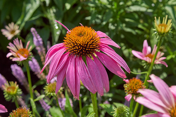 Coneflower 'Wild Berry'