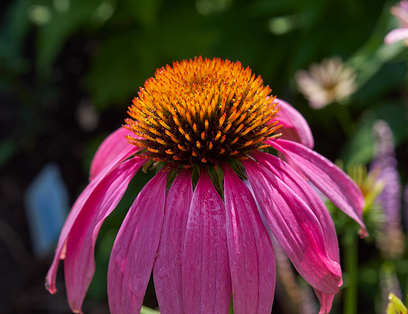 Coneflower 'Wild Berry'