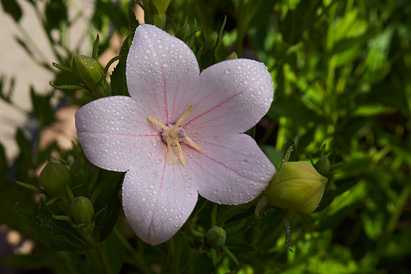 Bellflower 'Peachleaf'