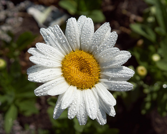 Daisy, Shasta 'Becky'