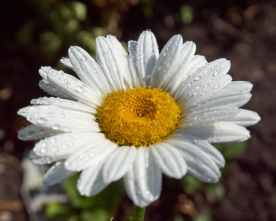 Daisy, Shasta 'Becky'