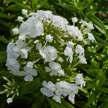 Bellflower 'White Clips'