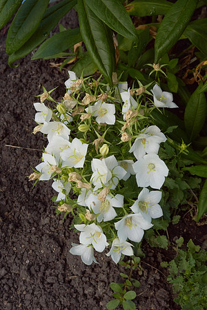 Bellflower 'White Clips'