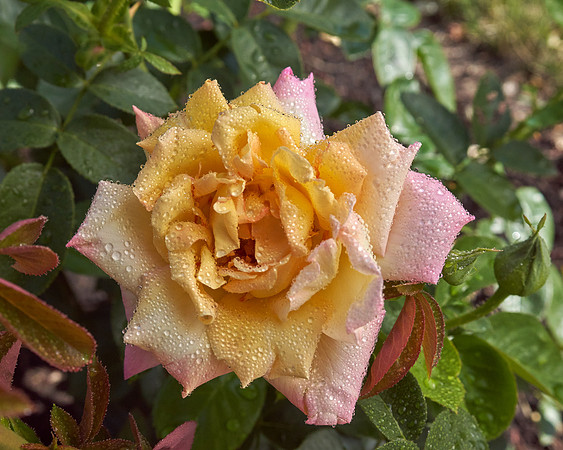 Rose 'Love And Peace'
